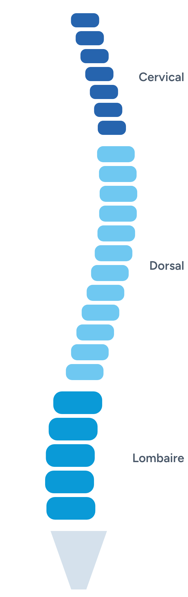 Schéma de la colonne vertébrale : zones cervicale, dorsale et lombaire