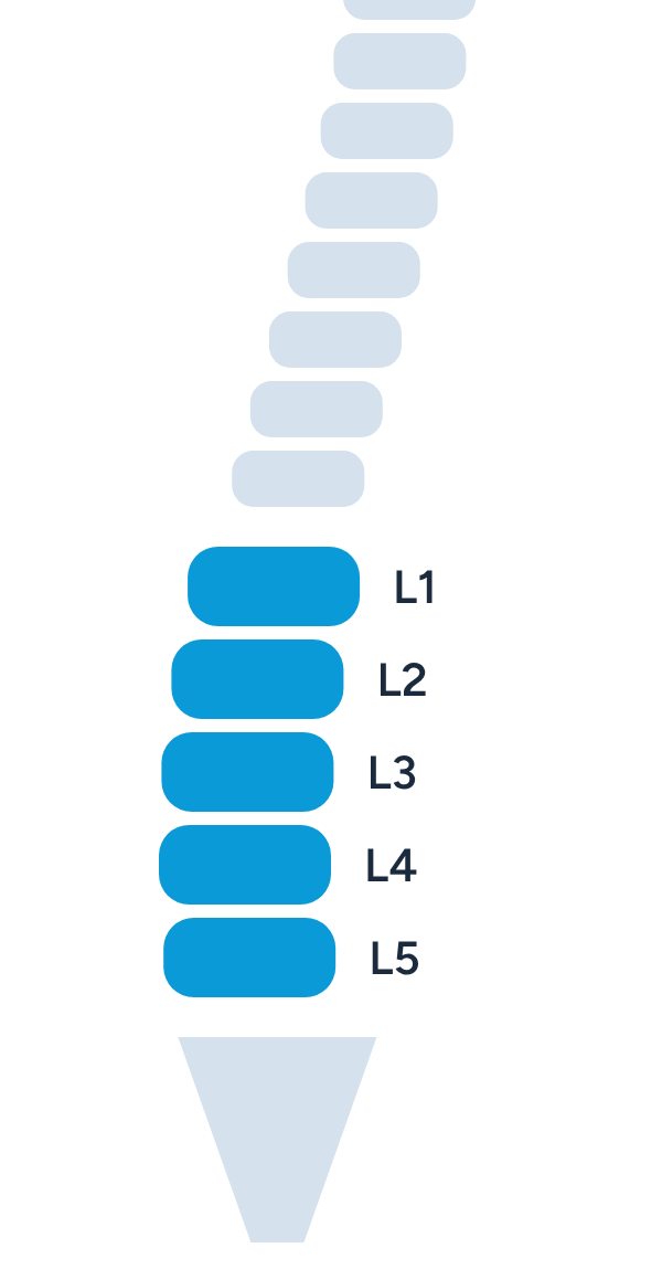 Schéma des vertèbres lombaires L1 à L5, entre le thorax et le sacrum